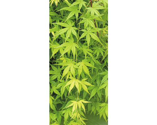 Javor dlanitolistý převislý Acer palmatum 'Ryusen' polokmen 40 cm květináč 3 l Detailní záběr na javor dlanitolistý se zelenými listy.