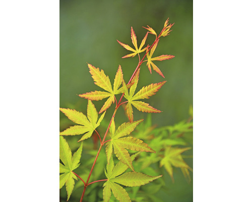 Javor dlanitolistý Acer palmatum 'Sangokaku Winter Jewel' výška 50-60 cm květináč 3 l