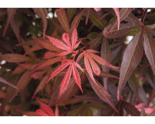 Detail javorových listů