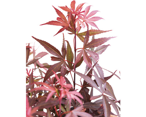 Japonský javor s hluboce vykrajovanými listy