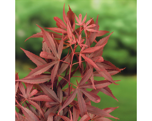 Japonský javor s červenými listy.