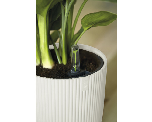 Rostlina v bílém květináči s ukazatelem hladiny vody