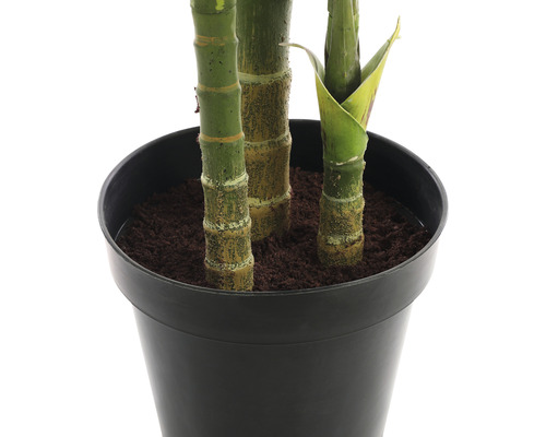 Bambus v černém květináči