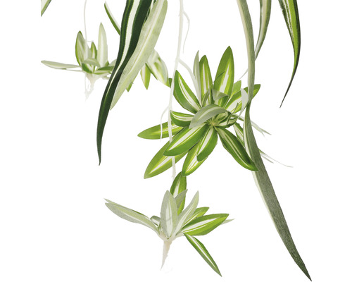 Zelenec s bílozelenými listy