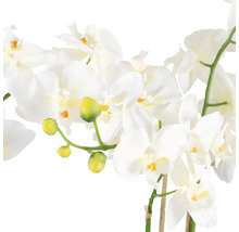 Detail bílého květu orchideje