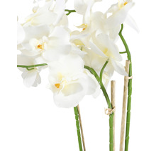 Detail bílé orchideje jako dekorace