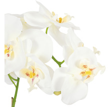 Detail bílé orchideje se žlutými akcenty jako dekorace