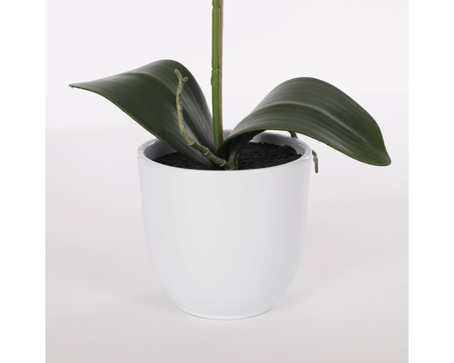 Orchidej v bílém květináči