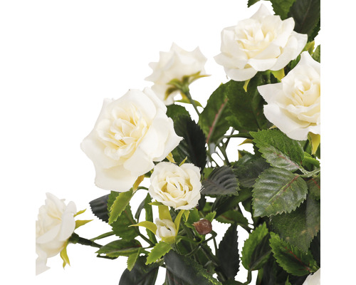 Detail bílých růží se zelenými listy