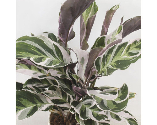 Pokojová rostlina Calathea se vzorovanými listy