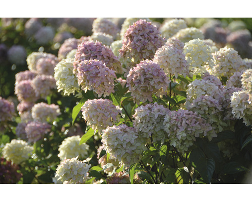 Detail rostliny hortenzie s bílými a růžovými květy