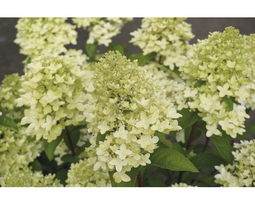 Detail květenství hortenzie latnaté