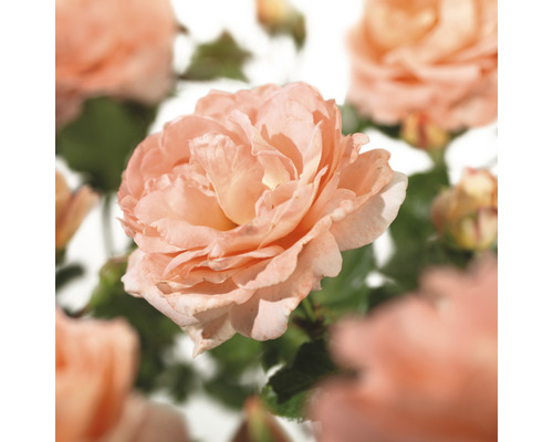 Růže popínavá FloraSelf Rosa 'Bonita Renaissance' výška 100-120 cm květináč 5 l Detail otevřené růže