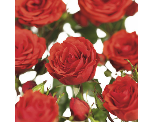 Růže pnoucí COURTYARD® FloraSelf Rosa Jive COURTYARD® 90-110 cm květináč 3 l