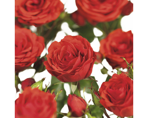 Růže pnoucí COURTYARD® FloraSelf Rosa Jive COURTYARD® 90-110 cm květináč 3 l Detailní záběr červených květů růží