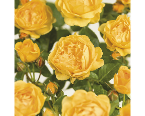 Růže záhonová výška kmene cca 60 cm FloraSelf Rosa 'Absolutely Fabulous' květináč 6,5 l plnokvětá