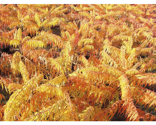 Pole s octovníky v podzimním období