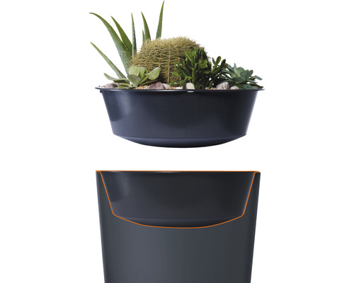 Miska s kaktusy a sukulenty