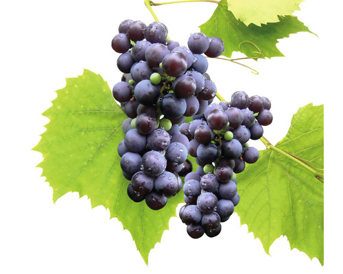 Vinná réva BIO bezsemenná FloraSelf Bio Vitis vinifera 'Venus' 60-100 cm květináč 3 l