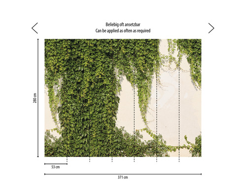 Tapeta se zeleným břečťanem, rozměry 371 cm x 280 cm