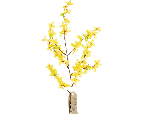 Dekorativní žlutý okrasný keř pro interiérové dekorace