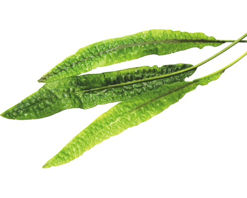 Parožnatka na bílém pozadí