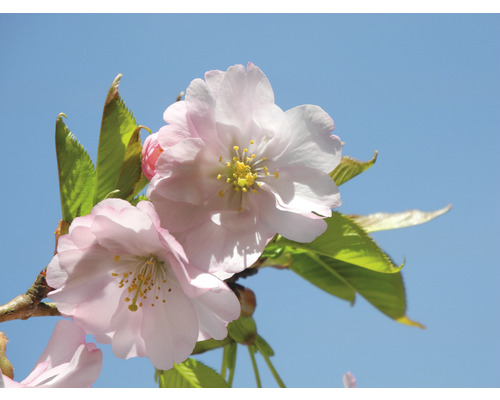 Detailní záběr růžových květů třešně s žlutými tyčinkami na pozadí modré oblohy