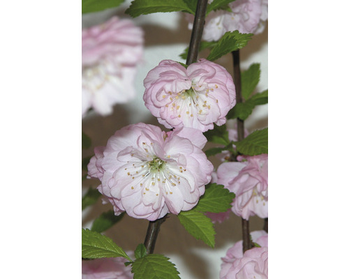 Detailní záběr okrasné třešně s růžovými květy a zelenými listy.