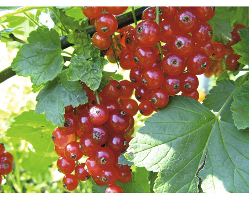 Rybíz červený BIO stromkový FloraSelf Bio Ribes rubrum 'Jonkheer van Tets' 80-100 cm květináč 5 l