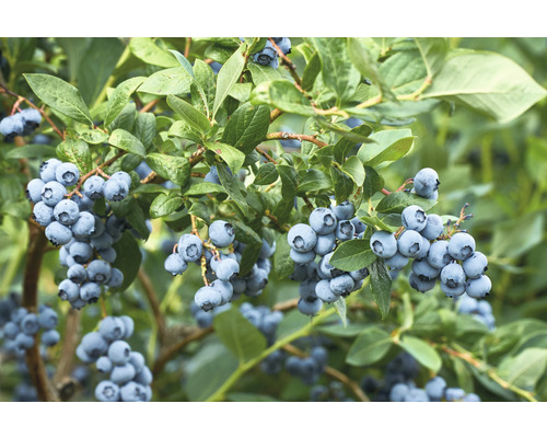 Borůvka BIO raná FloraSelf Bio Vaccinium corymbosum 'Duke' cca 40 cm květináč 3 l Borůvky rostou na keři s listy