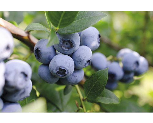 Borůvka BIO FloraSelf Bio Vaccinium corymbosum 'Bluecrop' cca 40 cm květináč 3 l