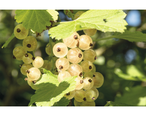 Rybíz bílý bio stromkový FloraSelf Bio Ribes rubrum 'Bílý versailský' 80-100 cm květináč 5 l