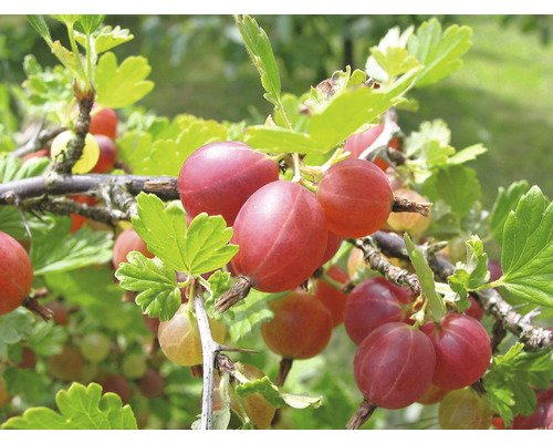Angrešt červený BIO na kmínku beztrnný FloraSelf Bio Ribes uva-crispa 'Captivator' květináč 5 l