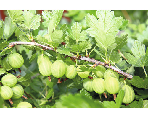 Angrešt zelený BIO na kmínku FloraSelf Bio Ribes uva-crispa 'Mucurines' květináč 5 l