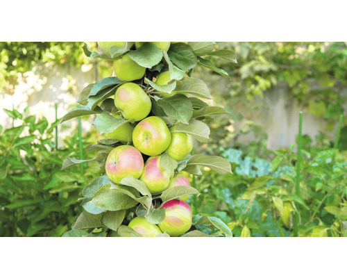 Jabloň sloupovitá žlutočervená FloraSelf Bio Malus domestica Aromaspur® 130-150 cm květináč 7,5 l