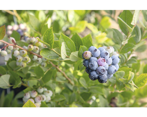 Borůvka BIO raná FloraSelf Bio Vaccinium corymbosum 'Early Blue' cca 40 cm květináč 3 l