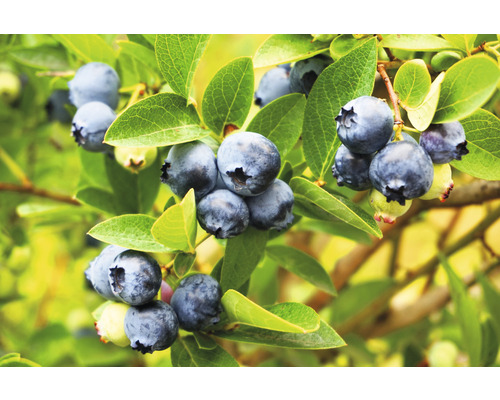 Borůvka BIO FloraSelf Bio Vaccinium corymbosum 'Goldtraube' cca 40 cm květináč 3 l