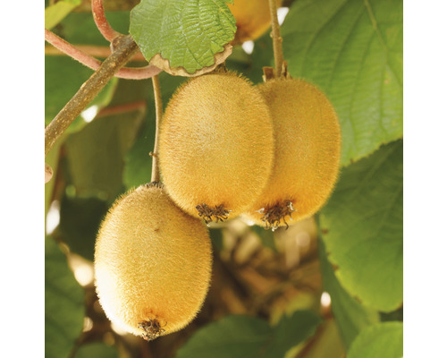 Kiwi BIO samosprašné FloraSelf Bio Actinidia deliciosa 'Jenny' cca 90 cm květináč 3 l