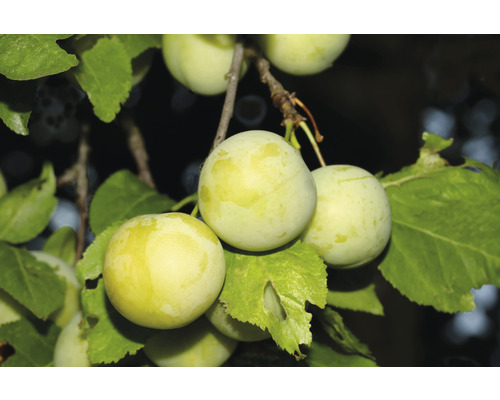 Švestka terasová samosprašná FloraSelf Bio Prunus 'Oullinská renklóda' 60-80 cm květináč 5 l