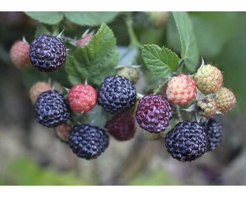 Malina BIO letní beztrnná FloraSelf Bio Rubus idaeus x neglectus 'Glen Coe' květináč 2 l