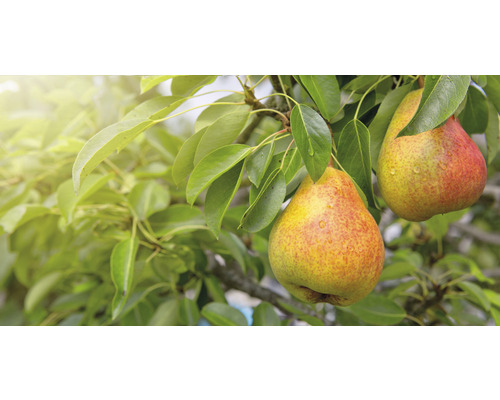 Hrušeň sloupovitá FloraSelf Bio Pyrus communis Aromaspur® 130-150 cm květináč 7,5 l žlutočervená