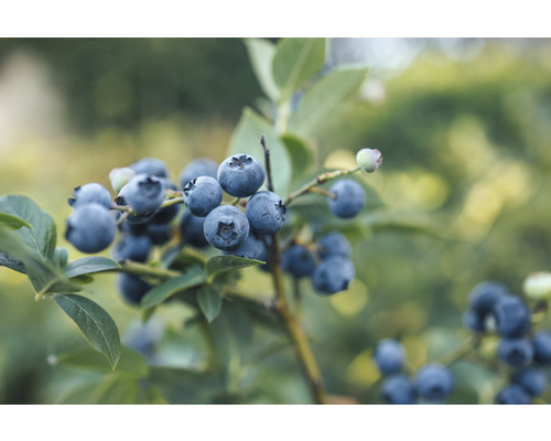 Borůvka BIO FloraSelf Bio Vaccinium corymbosum 'Spartan' cca 40 cm květináč 3 l Detailní záběr borůvek na keři