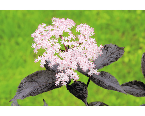 Bez černý BIO FloraSelf Bio Sambucus nigra 'Black Beauty' 40-50 cm cm květináč 3 l