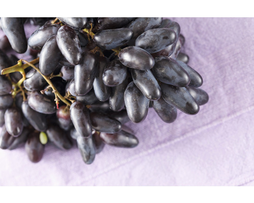 Vinná réva BIO 'datlová' FloraSelf Bio Vitis vinifera 60-100 cm květináč 3 l Hrozny odrůdy ''Sweet Sapphire'' na fialovém pozadí