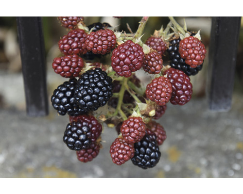 Ostružina beztrnná BIO FloraSelf Bio Rubus fruticosus ‚Thornfree‘ květináč 2 l