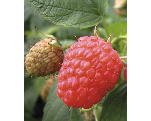 Maliník BIO podzimní Hof:Obst Rubus idaeus 'Aroma Queen' 30-40 cm květináč 3,4 l