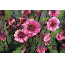Kuklík městský FloraSelf Geum 'Tempo Rose' 5-10 cm květináč 0,5 l