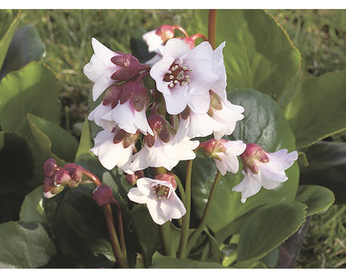 Detail květu bergénie