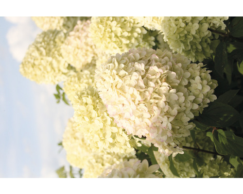 Detail květů latnaté hortenzie na zahradě.