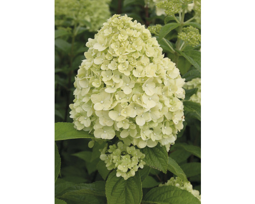 Detail květu latnaté hortenzie